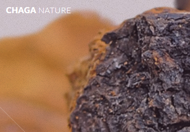 Chaga nature